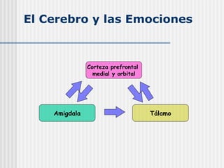 El Cerebro y las Emociones
Corteza prefrontal
medial y orbital
Amigdala Tálamo
 