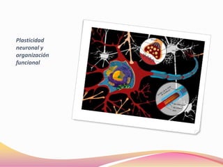 Plasticidad
neuronal y
organización
funcional
 