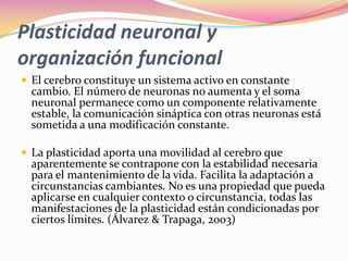 Plasticidad neuronal y
organización funcional
 El cerebro constituye un sistema activo en constante
  cambio. El número de neuronas no aumenta y el soma
  neuronal permanece como un componente relativamente
  estable, la comunicación sináptica con otras neuronas está
  sometida a una modificación constante.

 La plasticidad aporta una movilidad al cerebro que
  aparentemente se contrapone con la estabilidad necesaria
  para el mantenimiento de la vida. Facilita la adaptación a
  circunstancias cambiantes. No es una propiedad que pueda
  aplicarse en cualquier contexto o circunstancia, todas las
  manifestaciones de la plasticidad están condicionadas por
  ciertos límites. (Álvarez & Trapaga, 2003)
 