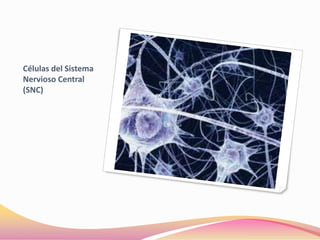 Células del Sistema
Nervioso Central
(SNC)
 