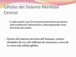 Células del Sistema Nervioso
Central
   La glía ayuda a que las neuronas permanezcan juntas,
    intercambiando información y desempeñando otras
    funciones de sostén.



 Dentro del sistema nervioso del humano, existen
 alrededor de 100 mil millones de neuronas y cerca de
 10 veces más células gliales.
 