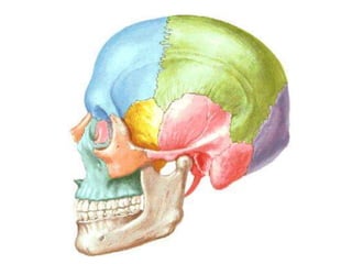 Prof. Rodrigo Fernandes
 