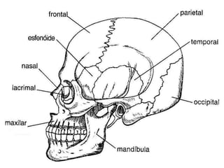 Prof. Rodrigo Fernandes
 