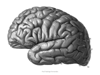 Prof. Rodrigo Fernandes
 