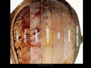 Prof. Rodrigo Fernandes
 