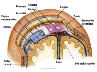 Prof. Rodrigo Fernandes
 