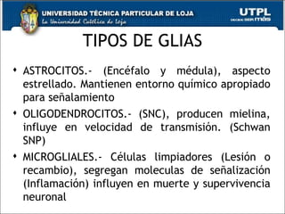 TIPOS DE GLIAS ASTROCITOS.- (Encéfalo y médula), aspecto estrellado. Mantienen entorno químico apropiado para señalamiento OLIGODENDROCITOS.- (SNC), producen mielina, influye en velocidad de transmisión. (Schwan SNP) MICROGLIALES.- Células limpiadores (Lesión o recambio), segregan moleculas de señalización (Inflamación) influyen en muerte y supervivencia neuronal 