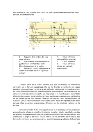 una dendrita en cada extremo de la célula y el axón corre paralelo a la superficie de la 
corteza, haciendo contacto  
         
         

             

         

         

         

         

         

         

        1.      Esquema de la corteza del área                   4.     Célula estrellada 
        visual primaria                                          espinosa (interneurona)  
        2.      Aferentes de neuronas talámicas                  5.     Célula piramidal  
        que terminan ramificándose en las                        6.     Célula estrellada 
        diferentes subcapas de la corteza                        simple (sin espinas). 
        3.      Diferentes capas y subcapas de la                Interneurona  
        corteza numeradas desde la superficie 
        cortical  


         

         La  mayor  parte  de  la  corteza  cerebral  que  esta  recubriendo  los  hemisferios 
cerebrales  es  la  llamada  neocorteza.  Ella  se  ha  descrito  presentando  seis  capas 
celulares o láminas (capas I, II, III, IV, V, VI), definidas inicialmente, principalmente por 
las características estructurales y también por las funcionales de las neuronas que las 
componen. Esta caracterización se ha ido mejorando en la medida que ha aumentado 
el conocimiento sobre los terminales nerviosos que inervan esas neuronas y el destino 
de  los  axones  que  de  ellas  emanan.  Cada  una  de  esas  seis  capas  ha  sido  dividida  en 
subcapas y estas subdivisiones son consideradas como áreas citoarquitectónicas de la 
corteza.  Ellas  presentan  características  diferentes  en  las  distintas  regiones  de  la 
corteza.  

       En  la  composición  de  las  seis  capas  básicas  de  la  corteza  podemos  encontrar 
principalmente  células  piramidales,  de  distinto  tamaño  y  células  estrelladas.  Ambas 
variedades celulares emiten colaterales que contribuyen a formar circuitos locales. Los 
axones  que  se  originan  de  dichas  células  forman  las  vías  eferentes  de  la  corteza.  Los 
terminales nerviosos que se encuentran en las distintas capas y subcapas de la corteza 

                                                                                                35
 