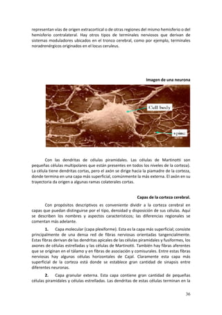 representan vías de origen extracortical o de otras regiones del mismo hemisferio o del 
hemisferio  contralateral.  Hay  otros  tipos  de  terminales  nerviosos  que  derivan  de 
sistemas  moduladores  ubicados  en  el  tronco  cerebral,  como  por  ejemplo,  terminales 
noradrenérgicos originados en el locus ceruleus.  

        
                                                                                              
                                                                                              
                                                                   Imagen de una neurona 




                                                                                              
        
        Con  las  dendritas  de  células  piramidales.  Las  células  de  Martinotti  son 
pequeñas células multipolares que están presentes en todos los niveles de la corteza). 
La célula tiene dendritas cortas, pero el axón se dirige hacia la piamadre de la corteza, 
donde termina en una capa más superficial, comúnmente la más externa. El axón en su 
trayectoria da origen a algunas ramas colaterales cortas. 
                                                                                              
                                                              Capas de la corteza cerebral. 
       Con  propósitos  descriptivos  es  conveniente  dividir  a  la  corteza  cerebral  en 
capas que puedan distinguirse por el tipo, densidad y disposición de sus células. Aquí 
se  describen  los  nombres  y  aspectos  característicos;  las  diferencias  regionales  se 
comentan más adelante. 
        1.    Capa molecular (capa plexiforme). Esta es la capa más superficial; consiste 
principalmente  de  una  densa  red  de  fibras  nerviosas  orientadas  tangencialmente. 
Estas fibras derivan de las dendritas apicales de las células piramidales y fusiformes, los 
axones de células estrelladas y las células de Martinotti. También hay fibras aferentes 
que se originan en el tálamo y en fibras de asociación y comisurales. Entre estas fibras 
nerviosas  hay  algunas  células  horizontales  de  Cajal.  Claramente  esta  capa  más 
superficial  de  la  corteza  está  donde  se  establece  gran  cantidad  de  sinapsis  entre 
diferentes neuronas. 
        2.   Capa  granular  externa.  Esta  capa  contiene  gran  cantidad  de  pequeñas 
células piramidales y células estrelladas. Las dendritas de estas células terminan en la 

                                                                                          36
 