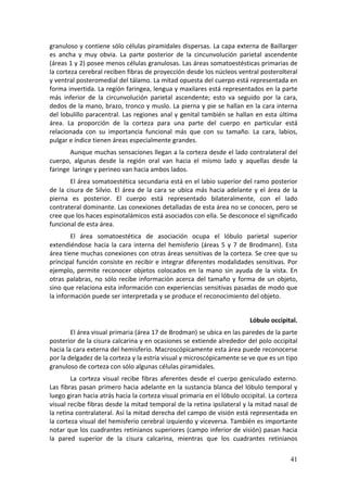 granuloso y contiene sólo células piramidales dispersas. La capa externa de Baillarger 
es  ancha  y  muy  obvia.  La  parte  posterior  de  la  cincunvolución  parietal  ascendente 
(áreas 1 y 2) posee menos células granulosas. Las áreas somatoestésticas primarias de 
la corteza cerebral reciben fibras de proyección desde los núcleos ventral posterolteral 
y ventral posteromedial del tálamo. La mitad opuesta del cuerpo está representada en 
forma invertida. La región faringea, lengua y maxilares está representados en la parte 
más  inferior  de  la  circunvolución  parietal  ascendente;  esto  va  seguido  por  la  cara, 
dedos de la mano, brazo, tronco y muslo. La pierna y pie se hallan en la cara interna 
del lobulillo paracentral. Las regiones anal y genital también se hallan en esta última 
área.  La  proporción  de  la  corteza  para  una  parte  del  cuerpo  en  particular  está 
relacionada  con  su  importancia  funcional  más  que  con  su  tamaño.  La  cara,  labios, 
pulgar e índice tienen áreas especialmente grandes. 
       Aunque muchas sensaciones llegan a la corteza desde el lado contralateral del 
cuerpo,  algunas  desde  la  región  oral  van  hacia  el  mismo  lado  y  aquellas  desde  la 
faringe  laringe y perineo van hacia ambos lados. 
         El área somatoestética secundaria está en el labio superior del ramo posterior 
de  la  cisura  de  Silvio.  El  área  de  la  cara  se  ubica  más  hacia  adelante  y  el  área  de  la 
pierna  es  posterior.  El  cuerpo  está  representado  bilateralmente,  con  el  lado 
contrateral dominante. Las conexiones detalladas de esta área no se conocen, pero se 
cree que los haces espinotalámicos está asociados con ella. Se desconoce el significado 
funcional de esta área. 
        El  área  somatoestética  de  asociación  ocupa  el  lóbulo  parietal  superior 
extendiéndose  hacia  la  cara  interna  del  hemisferio  (áreas  5  y  7  de  Brodmann).  Esta 
área tiene muchas conexiones con otras áreas sensitivas de la corteza. Se cree que su 
principal función consiste en recibir e integrar diferentes modalidades sensitivas. Por 
ejemplo,  permite  reconocer  objetos  colocados  en  la  mano  sin  ayuda  de  la  vista.  En 
otras  palabras,  no  sólo  recibe  información  acerca  del  tamaño  y  forma  de  un  objeto, 
sino que relaciona esta información con experiencias sensitivas pasadas de modo que 
la información puede ser interpretada y se produce el reconocimiento del objeto. 
         
                                                                                     Lóbulo occipital. 
        El área visual primaria (área 17 de Brodman) se ubica en las paredes de la parte 
posterior de la cisura calcarina y en ocasiones se extiende alrededor del polo occipital 
hacia la cara externa del hemisferio. Macroscópicamente esta área puede reconocerse 
por la delgadez de la corteza y la estría visual y microscópicamente se ve que es un tipo 
granuloso de corteza con sólo algunas células piramidales. 
         La  corteza  visual  recibe  fibras  aferentes  desde  el  cuerpo  geniculado  externo. 
Las  fibras  pasan  primero  hacia  adelante  en  la  sustancia  blanca  del  lóbulo  temporal  y 
luego giran hacia atrás hacia la corteza visual primaria en el lóbulo occipital. La corteza 
visual recibe fibras desde la mitad temporal de la retina ipsilateral y la mitad nasal de 
la retina contralateral. Así la mitad derecha del campo de visión está representada en 
la corteza visual del hemisferio cerebral izquierdo y viceversa. También es importante 
notar que los cuadrantes retinianos superiores (campo inferior de visión) pasan hacia 
la  pared  superior  de  la  cisura  calcarina,  mientras  que  los  cuadrantes  retinianos 

                                                                                                      41
 