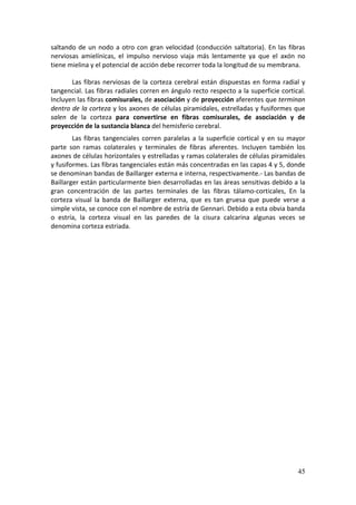 saltando  de  un  nodo  a  otro  con  gran  velocidad  (conducción  saltatoria).  En  las  fibras 
nerviosas  amielínicas,  el  impulso  nervioso  viaja  más  lentamente  ya  que  el  axón  no 
tiene mielina y el potencial de acción debe recorrer toda la longitud de su membrana. 

        Las  fibras  nerviosas  de  la  corteza  cerebral  están  dispuestas  en  forma  radial  y 
tangencial. Las fibras radiales corren en ángulo recto respecto a la superficie cortical. 
Incluyen las fibras comisurales, de asociación y de proyección aferentes que terminan 
dentro de la corteza y los axones de células piramidales, estrelladas y fusiformes que 
salen  de  la  corteza  para  convertirse  en  fibras  comisurales,  de  asociación  y  de 
proyección de la sustancia blanca del hemisferio cerebral.  
        Las  fibras  tangenciales  corren  paralelas  a  la  superficie  cortical  y  en  su  mayor 
parte  son  ramas  colaterales  y  terminales  de  fibras  aferentes.  Incluyen  también  los 
axones de células horizontales y estrelladas y ramas colaterales de células piramidales 
y fusiformes. Las fibras tangenciales están más concentradas en las capas 4 y 5, donde 
se denominan bandas de Baillarger externa e interna, respectivamente.‐ Las bandas de 
Baillarger están particularmente bien desarrolladas en las áreas sensitivas debido a la 
gran  concentración  de  las  partes  terminales  de  las  fibras  tálamo‐corticales,  En  la 
corteza  visual  la  banda  de  Baillarger  externa,  que  es  tan  gruesa  que  puede  verse  a 
simple vista, se conoce con el nombre de estría de Gennari. Debido a esta obvia banda 
o  estría,  la  corteza  visual  en  las  paredes  de  la  cisura  calcarina  algunas  veces  se 
denomina corteza estriada. 
         
         
         
         
         
         
         
         
         
         
         
         
         
         
         
         
         
         


                                                                                                45
 
