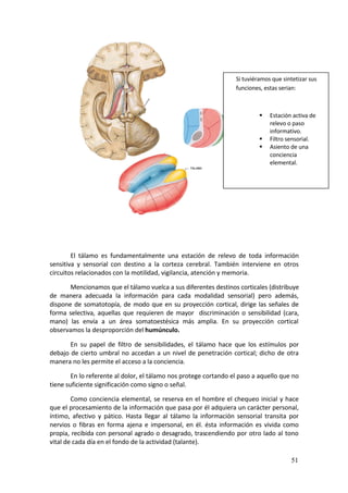 Si tuviéramos que sintetizar sus 
                                                                           funciones, estas serian: 
                                                                                 

                                                                                       Estación activa de 
                                                                                        relevo o paso 
                                                                                        informativo. 
                                                                                       Filtro sensorial. 
                                                                                       Asiento de una 
                                                                                        conciencia 
                                                                                        elemental.  
                                                                        




        El  tálamo  es  fundamentalmente  una  estación  de  relevo  de  toda  información 
sensitiva  y  sensorial  con  destino  a  la  corteza  cerebral.  También  interviene  en  otros 
circuitos relacionados con la motilidad, vigilancia, atención y memoria. 

       Mencionamos que el tálamo vuelca a sus diferentes destinos corticales (distribuye 
de  manera  adecuada  la  información  para  cada  modalidad  sensorial)  pero  además, 
dispone  de  somatotopía,  de  modo  que  en  su  proyección  cortical,  dirige  las  señales  de 
forma  selectiva,  aquellas  que  requieren  de  mayor    discriminación  o  sensibilidad  (cara, 
mano)  las  envía  a  un  área  somatoestésica  más  amplia.  En  su  proyección  cortical 
observamos la desproporción del humúnculo. 

       En  su  papel  de  filtro  de  sensibilidades,  el  tálamo  hace  que  los  estímulos  por 
debajo  de  cierto  umbral  no  accedan  a  un  nivel  de  penetración  cortical;  dicho  de  otra 
manera no les permite el acceso a la conciencia. 

        En lo referente al dolor, el tálamo nos protege cortando el paso a aquello que no 
tiene suficiente significación como signo o señal. 

        Como conciencia elemental, se reserva en el hombre el chequeo inicial y hace 
que el procesamiento de la información que pasa por él adquiera un carácter personal, 
íntimo,  afectivo  y  pático.  Hasta  llegar  al  tálamo  la  información  sensorial  transita  por 
nervios  o  fibras  en  forma  ajena  e  impersonal,  en  él.  ésta  información  es  vivida  como 
propia, recibida con personal agrado o desagrado, trascendiendo por otro lado al tono 
vital de cada día en el fondo de la actividad (talante). 

                                                                                                 51
 