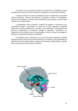 La  emoción  es  una  expresión  somática,  casi  material  de  la  afectividad  y  puede 
considerarse esta última como el componente psicológico o la sublimación de aquélla. 

        Cuando la emoción se instaura, el hipotálamo eleva su temperatura y se pueden 
registrar  variaciones    eléctricas  de  potencial.  La  emoción  se  centra  en  el  hipotálamo, 
aunque este se integre a un amplio circuito coordinador que la regula, y que más tarde 
veremos en el circuito límbico. 

       La  ambivalencia  entre  necesidad  y  saciedad,  de  exigencia  y  recompensa  y  los 
consecuentes  estados    emocionales,  se  sitúan  en  una  zona  ergotropa  o  simpática 
(aportando  necesaria  energía  para  la  acción),  y  otra  trofotropa  o  parasimpática  que 
procura  la  recuperación  y  el  descanso.  También  el  hipotálamo    interviene  en  la 
regulación de ciclos vitales (como un reloj biológico) y como un centro inmunológico a 
través de una importante relación neurolinfoide. 

       El  hipotálamo  está  constituido  por  una  serie  de  núcleos  rodeando  al  epitelio 
ependimario del III ventrículo en estrecha relación con la hipófisis. De la profundidad a la 
superficie existe una primer región o capa gris periventricular subependimaria, seguida 
de una capa nuclear intermedia y de otra lateral. 

         

         

         

         

         

         




                                                                                   


                                                                                               55
 