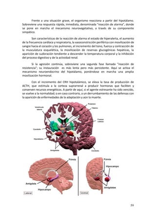 Frente  a  una  situación  grave,  el  organismo  reacciona  a  partir  del  hipotálamo. 
Sobreviene una respuesta rápida, inmediata, denominada "reacción de alarma", donde 
se  pone  en  marcha  el  mecanismo  neurovegetativo,  a  través  de  su  componente 
simpático. 

        Son características de la reacción de alarma el estado de hiperalerta, el aumento 
de la frecuencia cardíaca y respiratoria, la vasoconstricción periférica con movilización de 
sangre hacia el corazón y los pulmones, el incremento del tono, fuerza y contracción de 
la  musculatura  esquelética,  la  movilización  de  reservas  glucogénicas  hepáticas,  la 
aparición de sudoración tendiente a descender la temperatura corporal y la inhibición 
del proceso digestivo y de la actividad renal. 

        Si  la  agresión  continúa,  sobreviene  una  segunda  fase  llamada  "reacción  de 
resistencia";  su  instauración    es  más  lenta  pero  más  persistente.  Aquí  se  activa  el 
mecanismo  neuroendocrino  del  hipotálamo,  poniéndose  en  marcha  una  amplia 
movilización hormonal. 

        Con  el  incremento  del  CRH  hipotalámico,  se  eleva  la  tasa  de  producción  de 
ACTH,  que  estimula  a  la  corteza  suprarrenal  a  producir  hormonas  que  faciliten  y 
conserven recursos energéticos. A partir de aquí, si el agente estresante ha sido vencido, 
se vuelve a la normalidad; o en caso contrario, a un derrumbamiento de las defensas con 
la aparición de enfermedades de la adaptación y aún la muerte. 




                                                                                     


                                                                                             59
 