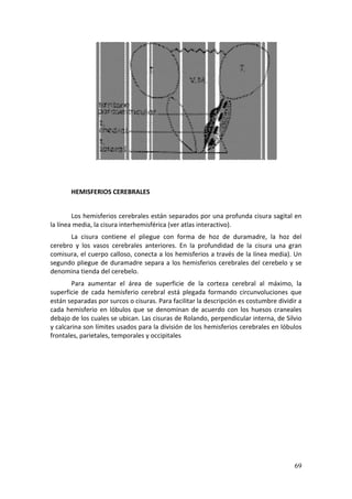  
        
        
       HEMISFERIOS CEREBRALES 
        
        Los hemisferios cerebrales están separados por una profunda cisura sagital en 
la línea media, la cisura interhemisférica (ver atlas interactivo). 
       La  cisura  contiene  el  pliegue  con  forma  de  hoz  de  duramadre,  la  hoz  del 
cerebro  y  los  vasos  cerebrales  anteriores.  En  la  profundidad  de  la  cisura  una  gran 
comisura, el cuerpo calloso, conecta a los hemisferios a través de la línea media). Un 
segundo  pliegue  de  duramadre  separa  a  los  hemisferios  cerebrales  del  cerebelo  y  se 
denomina tienda del cerebelo.  
        Para  aumentar  el  área  de  superficie  de  la  corteza  cerebral  al  máximo,  la 
superficie  de  cada  hemisferio  cerebral  está  plegada  formando  circunvoluciones  que 
están separadas por surcos o cisuras. Para facilitar la descripción es costumbre dividir a 
cada  hemisferio  en  lóbulos  que  se  denominan  de  acuerdo  con  los  huesos  craneales 
debajo de los cuales se ubican. Las cisuras de Rolando, perpendicular interna, de Silvio 
y calcarina son límites usados para la división de los hemisferios cerebrales en lóbulos 
frontales, parietales, temporales y occipitales  




                                                                                            69
 