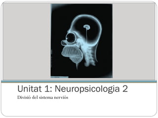 Unitat 1: Neuropsicologia 2  ,[object Object]