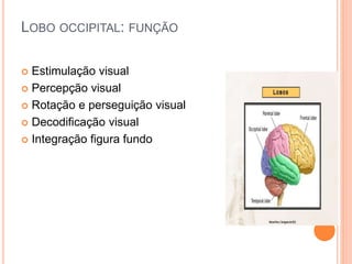 LOBO OCCIPITAL: FUNÇÃO
 Estimulação visual
 Percepção visual
 Rotação e perseguição visual
 Decodificação visual
 Integração figura fundo
 