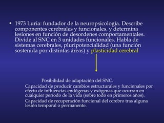 • 1973 Luria: fundador de la neuropsicología. Describe
componentes cerebrales y funcionales, y determina
lesiones en función de desordenes comportamentales.
Divide al SNC en 3 unidades funcionales. Habla de
sistemas cerebrales, pluripotencialidad (una función
sostenida por distintas áreas) y plasticidad cerebral
Posibilidad de adaptación del SNC.
Capacidad de producir cambios estructurales y funcionales por
efecto de influencias endógenas y exógenas que ocurran en
cualquier período de la vida (sobre todo en primeros años).
Capacidad de recuperación funcional del cerebro tras alguna
lesión temporal o permanente.
 