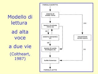 Modello di
lettura
ad alta
voce
a due vie
(Coltheart,
1987)
 