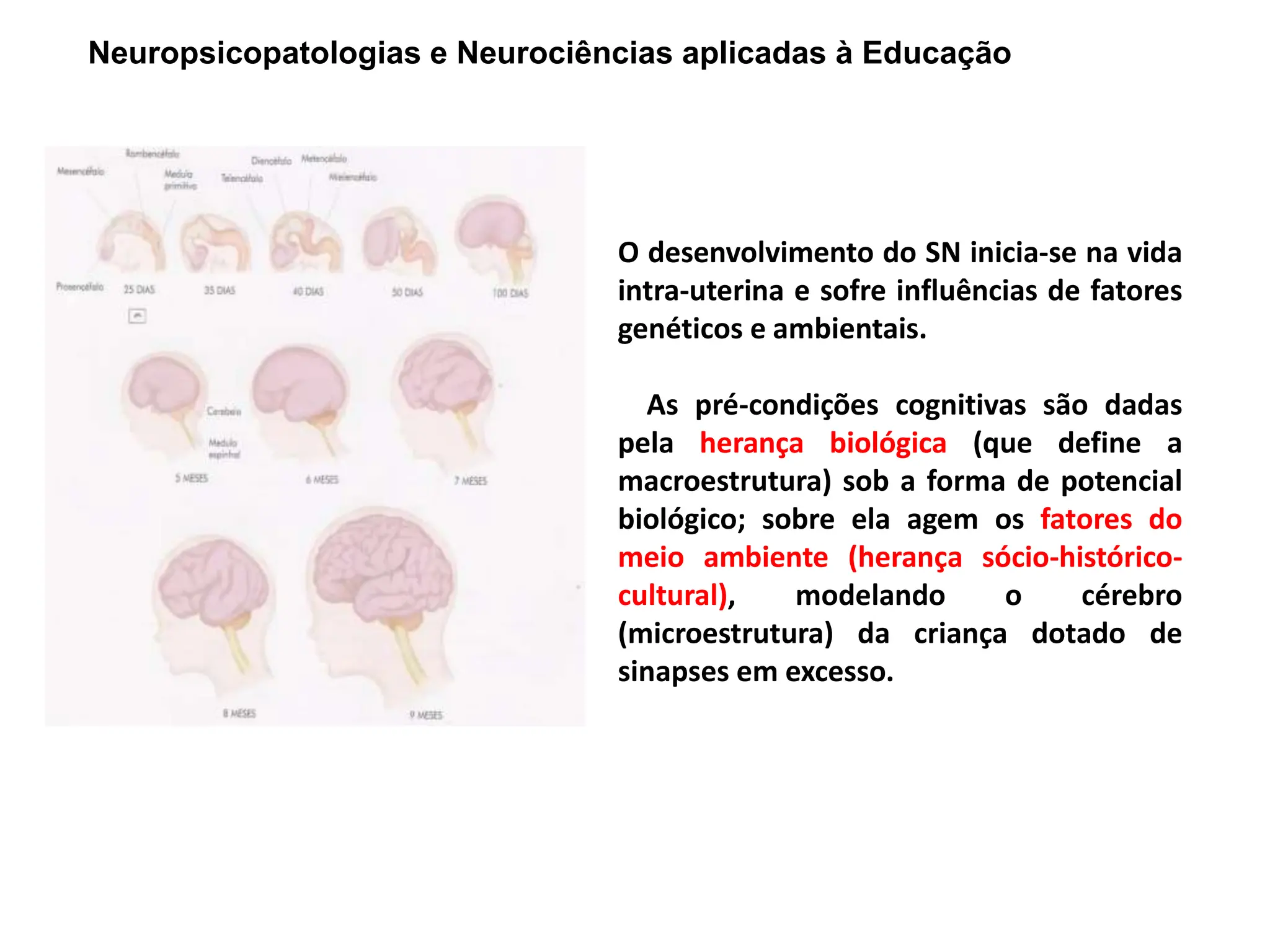 Neuropsicopatologias e Neurociências aplicadas à Educação
O desenvolvimento do SN inicia-se na vida
intra-uterina e sofre influências de fatores
genéticos e ambientais.
As pré-condições cognitivas são dadas
pela herança biológica (que define a
macroestrutura) sob a forma de potencial
biológico; sobre ela agem os fatores do
meio ambiente (herança sócio-histórico-
cultural), modelando o cérebro
(microestrutura) da criança dotado de
sinapses em excesso.
 