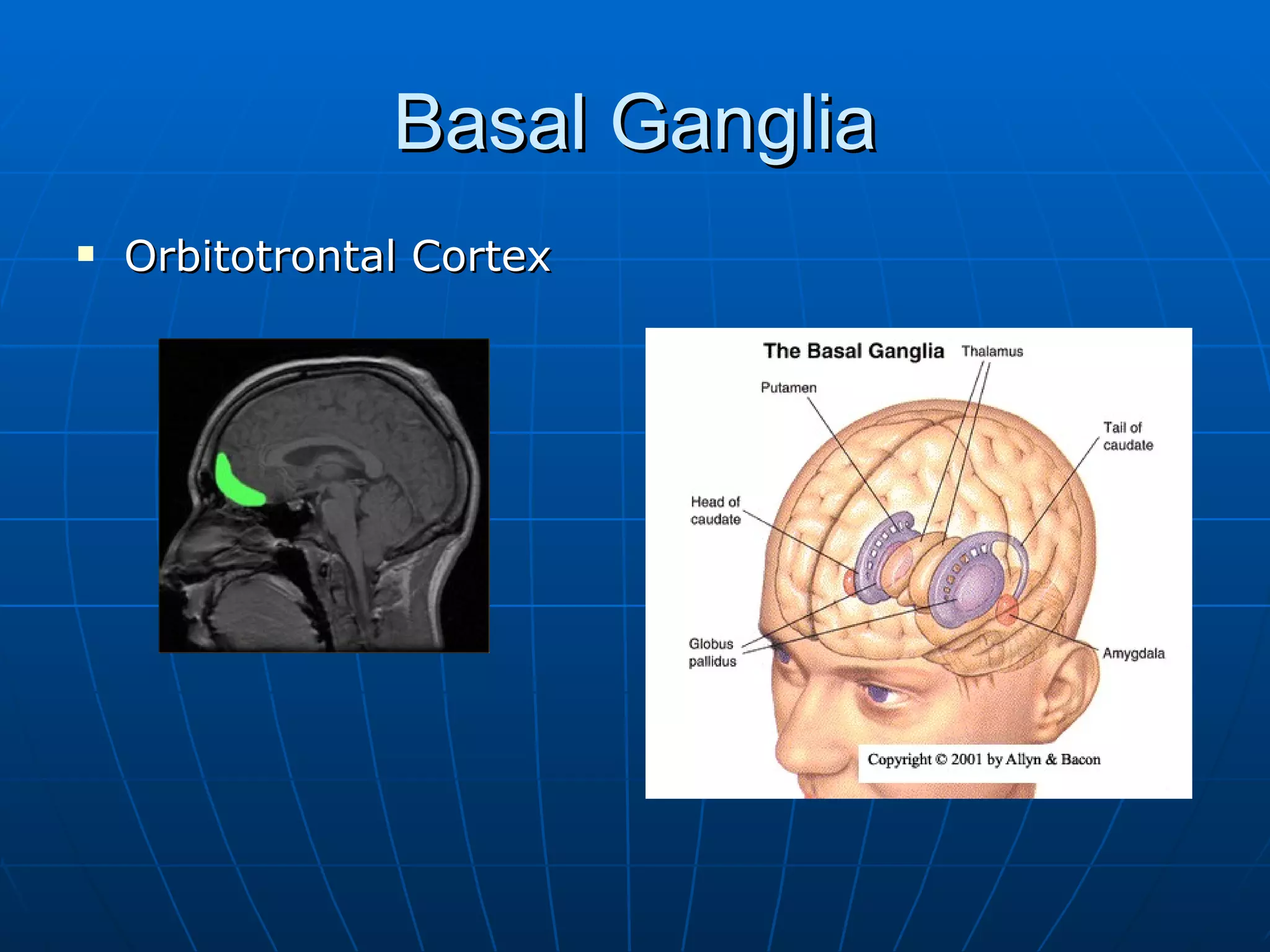 Basal Ganglia Orbitotrontal Cortex 