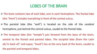 LOBES OF THE BRAIN
 The brain contains two of each lobe, one in each hemisphere. The frontal lobe
(the “front”) includes everything in front of the central sulcus.
 The parietal lobe (the “wall”) is located on the side of the cerebral
hemisphere, just behind the central sulcus, caudal to the frontal lobe.
 The temporal lobe (the “temple”) juts forward from the base of the brain,
ventral to the frontal and parietal lobes. The occipital lobe (from the Latin
ob,“in back of,” and caput, “head”) lies at the very back of the brain, caudal to
the parietal and temporal lobes.
 