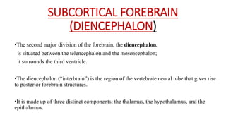 SUBCORTICAL FOREBRAIN
(DIENCEPHALON)
•The second major division of the forebrain, the diencephalon,
is situated between the telencephalon and the mesencephalon;
it surrounds the third ventricle.
•The diencephalon (“interbrain”) is the region of the vertebrate neural tube that gives rise
to posterior forebrain structures.
•It is made up of three distinct components: the thalamus, the hypothalamus, and the
epithalamus.
 