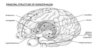 PRINCIPAL STRUCTURE OF DIENCEPHALON
 