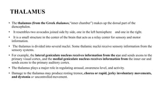 THALAMUS
• The thalamus (from the Greek thalamos,“inner chamber”) makes up the dorsal part of the
diencephalon.
• It resembles two avocados joined side by side, one in the left hemisphere and one in the right.
• It is a small structure in the center of the brain that acts as a relay center for sensory and motor
information.
• The thalamus is divided into several nuclei. Some thalamic nuclei receive sensory information from the
sensory systems.
• For example, the lateral geniculate nucleus receives information from the eye and sends axons to the
primary visual cortex, and the medial geniculate nucleus receives information from the inner ear and
sends axons to the primary auditory cortex.
• The thalamus plays a major role in regulating arousal, awareness level, and activity.
• Damage to the thalamus may produce resting tremor, chorea or rapid, jerky involuntary movements,
and dystonia or uncontrolled movement.
 