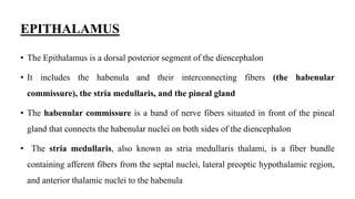 EPITHALAMUS
• The Epithalamus is a dorsal posterior segment of the diencephalon
• It includes the habenula and their interconnecting fibers (the habenular
commissure), the stria medullaris, and the pineal gland
• The habenular commissure is a band of nerve fibers situated in front of the pineal
gland that connects the habenular nuclei on both sides of the diencephalon
• The stria medullaris, also known as stria medullaris thalami, is a fiber bundle
containing afferent fibers from the septal nuclei, lateral preoptic hypothalamic region,
and anterior thalamic nuclei to the habenula
 