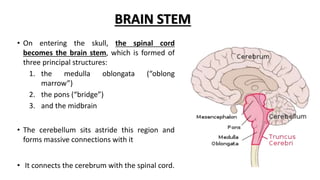 BRAIN STEM
• On entering the skull, the spinal cord
becomes the brain stem, which is formed of
three principal structures:
1. the medulla oblongata (“oblong
marrow”)
2. the pons (“bridge”)
3. and the midbrain
• The cerebellum sits astride this region and
forms massive connections with it
• It connects the cerebrum with the spinal cord.
 