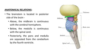 ANATOMICAL RELATIONS:
• The brainstem is located in posterior
side of the brain -
• Above, the midbrain is continuous
with the cerebral hemisphere.
• Below, the medulla is continuous
with the spinal cord.
• Posteriorly, the pons and medulla
are separated from the cerebellum
by the fourth ventricle.
 