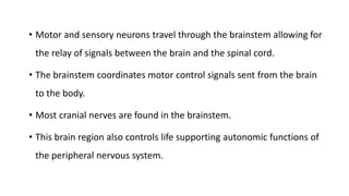 • Motor and sensory neurons travel through the brainstem allowing for
the relay of signals between the brain and the spinal cord.
• The brainstem coordinates motor control signals sent from the ​brain
to the body.
• Most cranial nerves are found in the brainstem.
• This brain region also controls life supporting autonomic functions of
the peripheral nervous system.
 
