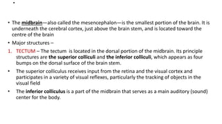 .
• The midbrain—also called the mesencephalon—is the smallest portion of the brain. It is
underneath the cerebral cortex, just above the brain stem, and is located toward the
centre of the brain
• Major structures –
1. TECTUM – The tectum is located in the dorsal portion of the midbrain. Its principle
structures are the superior colliculi and the inferior colliculi, which appears as four
bumps on the dorsal surface of the brain stem.
• The superior colliculus receives input from the retina and the visual cortex and
participates in a variety of visual reflexes, particularly the tracking of objects in the
visual field
• The inferior colliculus is a part of the midbrain that serves as a main auditory (sound)
center for the body.
 