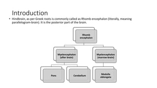 Introduction
• Hindbrain, as per Greek roots is commonly called as Rhomb encephalon (literally, meaning
parallelogram-brain). It is the posterior part of the brain.
Rhomb
encephalon
Myelencephalon
(after brain)
Pons Cerebellum
Myelencephalon
(marrow-brain)
Medulla
oblongata
 