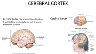 CEREBRAL CORTEX
 
