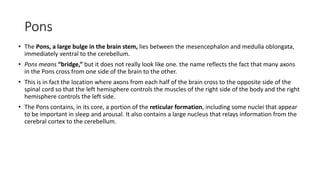 Pons
• The Pons, a large bulge in the brain stem, lies between the mesencephalon and medulla oblongata,
immediately ventral to the cerebellum.
• Pons means “bridge,” but it does not really look like one. the name reflects the fact that many axons
in the Pons cross from one side of the brain to the other.
• This is in fact the location where axons from each half of the brain cross to the opposite side of the
spinal cord so that the left hemisphere controls the muscles of the right side of the body and the right
hemisphere controls the left side.
• The Pons contains, in its core, a portion of the reticular formation, including some nuclei that appear
to be important in sleep and arousal. It also contains a large nucleus that relays information from the
cerebral cortex to the cerebellum.
 