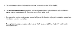 • The medulla and Pons also contain the reticular formation and the raphe system.
• The reticular formation has descending and ascending portions. The descending portion is one of
several brain areas that controls the motor areas of the spinal cord.
• The ascending portion sends output to much of the cerebral cortex, selectively increasing arousal and
attention in one area or another.
• The raphe system also sends axons to much of the forebrain, modifying the brain’s readiness to
respond to stimuli.
 