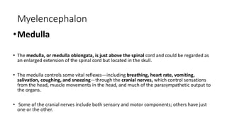 Myelencephalon
•Medulla
• The medulla, or medulla oblongata, is just above the spinal cord and could be regarded as
an enlarged extension of the spinal cord but located in the skull.
• The medulla controls some vital reflexes—including breathing, heart rate, vomiting,
salivation, coughing, and sneezing—through the cranial nerves, which control sensations
from the head, muscle movements in the head, and much of the parasympathetic output to
the organs.
• Some of the cranial nerves include both sensory and motor components; others have just
one or the other.
 