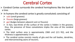Cerebral Cortex
 Cerebral Cortex surrounds the cerebral hemispheres like the bark of
a tree.
 In humans the cerebral cortex is greatly convoluted; consisting of
 sulci (small grooves)
 fissures (large grooves)
 gyri (bulges between adjacent sulci or fissures)
 In fact, two-thirds of the surface of the cortex is hidden in the grooves;
thus, the presence of these convolutions triples the area of the cerebral
cortex.
 The total surface area is approximately 2360 cm2 (2.5 ft2), and the
thickness is approximately 3 mm.
 The cerebral cortex consists mostly of glia and the cell bodies, dendrites,
and interconnecting axons of neurons.
 