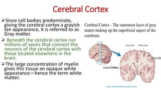 Cerebral Cortex
Since cell bodies predominate,
giving the cerebral cortex a grayish
tan appearance, it is referred to as
Gray matter.
 Beneath the cerebral cortex run
millions of axons that connect the
neurons of the cerebral cortex with
those located elsewhere in the
brain.
The large concentration of myelin
gives this tissue an opaque white
appearance—hence the term white
matter.
 