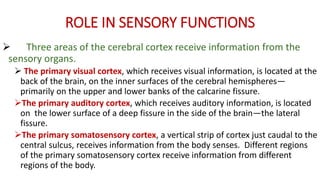 ROLE IN SENSORY FUNCTIONS
 Three areas of the cerebral cortex receive information from the
sensory organs.
 The primary visual cortex, which receives visual information, is located at the
back of the brain, on the inner surfaces of the cerebral hemispheres—
primarily on the upper and lower banks of the calcarine fissure.
The primary auditory cortex, which receives auditory information, is located
on the lower surface of a deep fissure in the side of the brain—the lateral
fissure.
The primary somatosensory cortex, a vertical strip of cortex just caudal to the
central sulcus, receives information from the body senses. Different regions
of the primary somatosensory cortex receive information from different
regions of the body.
 
