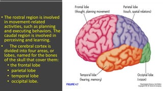 • The rostral region is involved
in movement-related
activities, such as planning
and executing behaviors. The
caudal region is involved in
perceiving and learning.
• The cerebral cortex is
divided into four areas, or
lobes, named for the bones
of the skull that cover them:
• the frontal lobe
• parietal lobe
• temporal lobe
• occipital lobe.
 