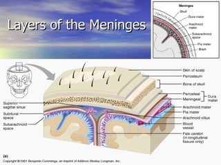 Layers of the Meninges 