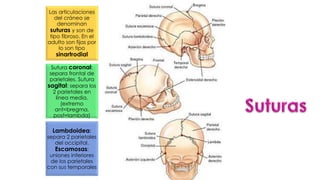 Las articulaciones
del cráneo se
denominan
suturas y son de
tipo fibroso. En el
adulto son fijas por
lo son tipo
sinartrodial
Sutura coronal:
separa frontal de
parietales. Sutura
sagital: separa los
2 parietales en
línea media.
(extremo
ant=bregma,
post=lambda)
Lambdoidea:
separa 2 parietales
del occipital.
Escamosas:
uniones inferiores
de los parietales
con sus temporales
 