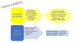 •se obtiene
dividiendo el
ancho máximo
por la longitud
máxima y
multiplicando
por 100
•Altura auricular
(3,16) X 100
•Comprimiendo al
máximo el
cráneo
< 75% (mujer), < 65%
(hombre) : dolicocefálico
75%-80% (mujer), 65%-75%
(hombre) : mesocefálico
> 80% (mujer), > 75%
(hombre) : braquicefálico
Camecraneo (abajo )..... X - 57,9
Ortocraneo (medio)... 58,0 a 62,9
Hipsicraneo (alta)...... 63.0 - X
 