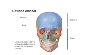 Cavidad craneal
Cráneo
Cara
Los contenidos salen o
entran de la bóveda a
través de numerosos
orificios
Bóveda
Base
 