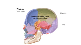 Cráneo
Vista lateral
Bóveda
Base
Impresiones de los vasos
meníngeos medios
 