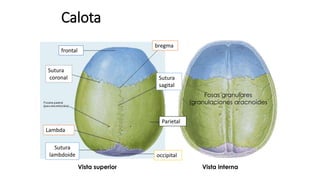 Calota
Vista superior Vista interna
Fosas granulares
(granulaciones aracnoides
bregma
Sutura
sagital
Parietal
occipital
frontal
Sutura
coronal
Lambda
Sutura
lambdoide
 