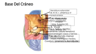 Base Del Cráneo
Fosa craneal anterior
Lóbulos frontales de los
hemisferios cerebrales.
Fosa craneal media
Central, n. óptico, hipófisis.
Lateralmente. Lóbulo temporal
cerebral emergen vasos y nervios
importantes.
Fosa craneal posterior
Cerebelo, puente y bulbo raquídeo.
Hendidura esfenoidal
III, IV,VI, r, oftálmica V
A. Redondo
mayor
Max. Superior (V)
A. Oval
Max. Inferior (V)
A. Redondo menor
Vasos meníngeos medios,
ramas del n. mandibular
 
